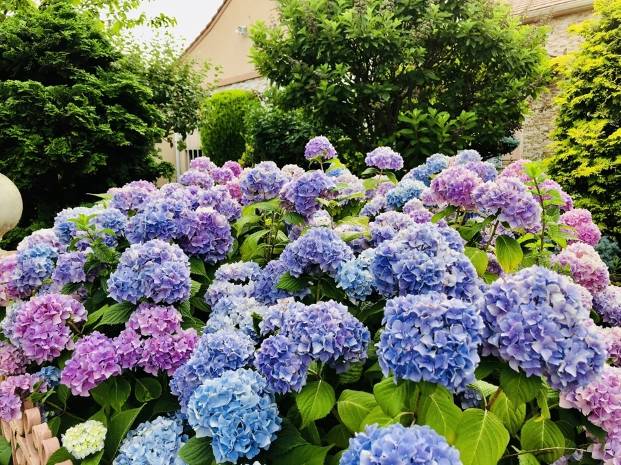 IMG_0448.jpg?type=w966