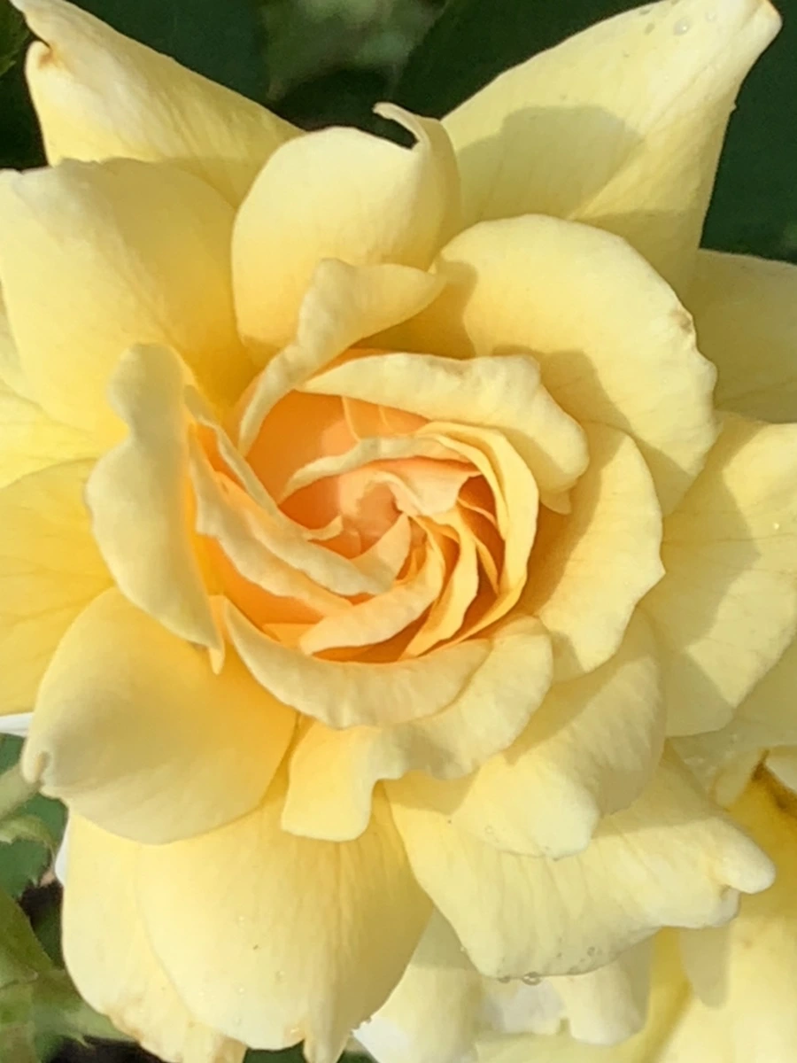 IMG_5436.jpg?type=w966