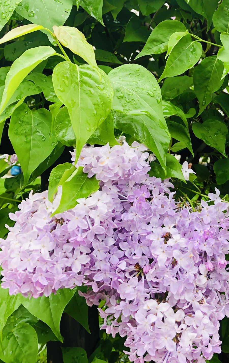 IMG_3925.jpg?type=w966