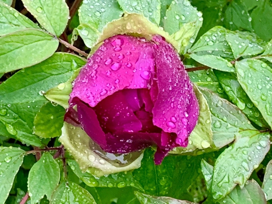 IMG_9395.jpg?type=w966