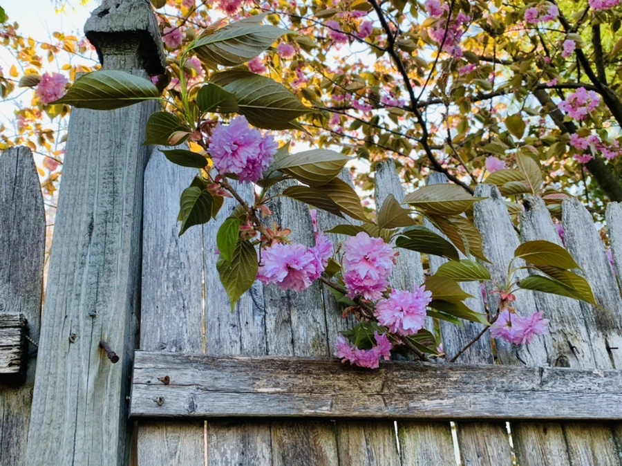 IMG_4070.jpg?type=w966