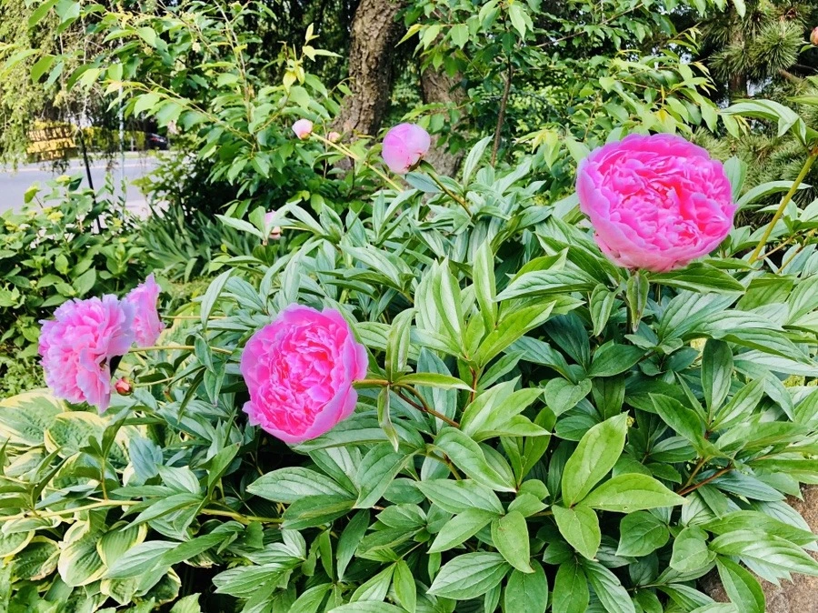 fAnIYTBFF59tAzOttl06NzVTwFw