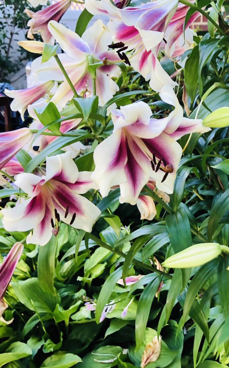 IMG_1906.jpg?type=w966