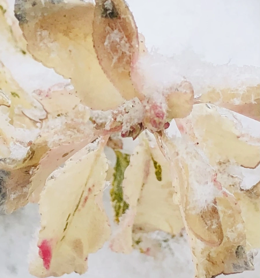 IMG_3447.jpg?type=w966