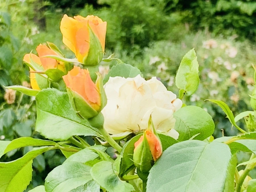 IMG_0469.jpg?type=w966