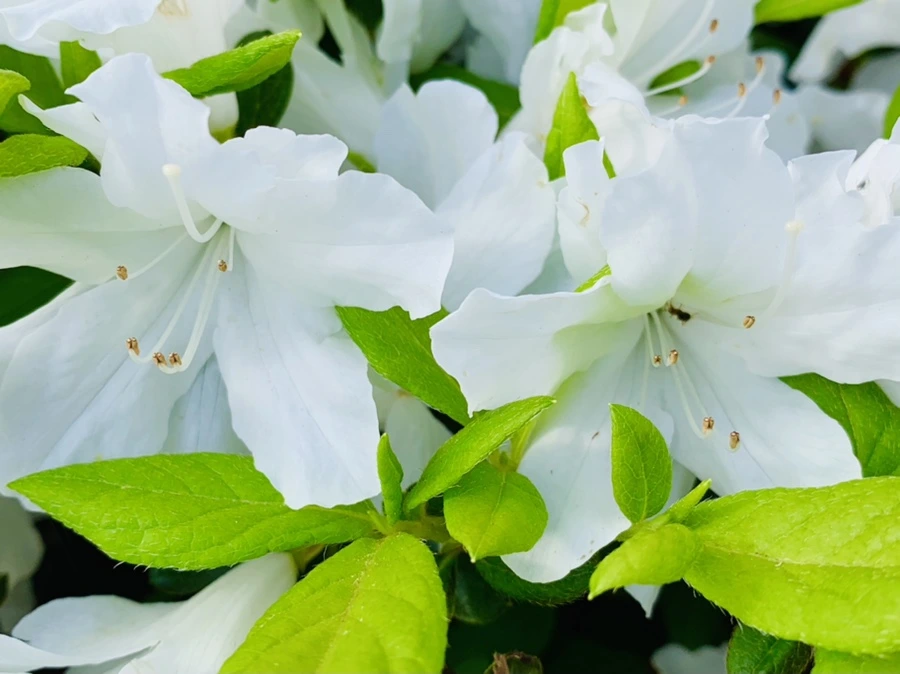 IMG_1087.jpg?type=w966