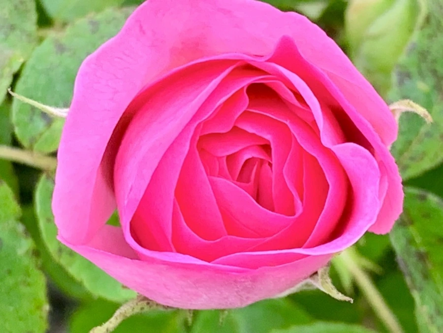 IMG_3586.jpg?type=w966