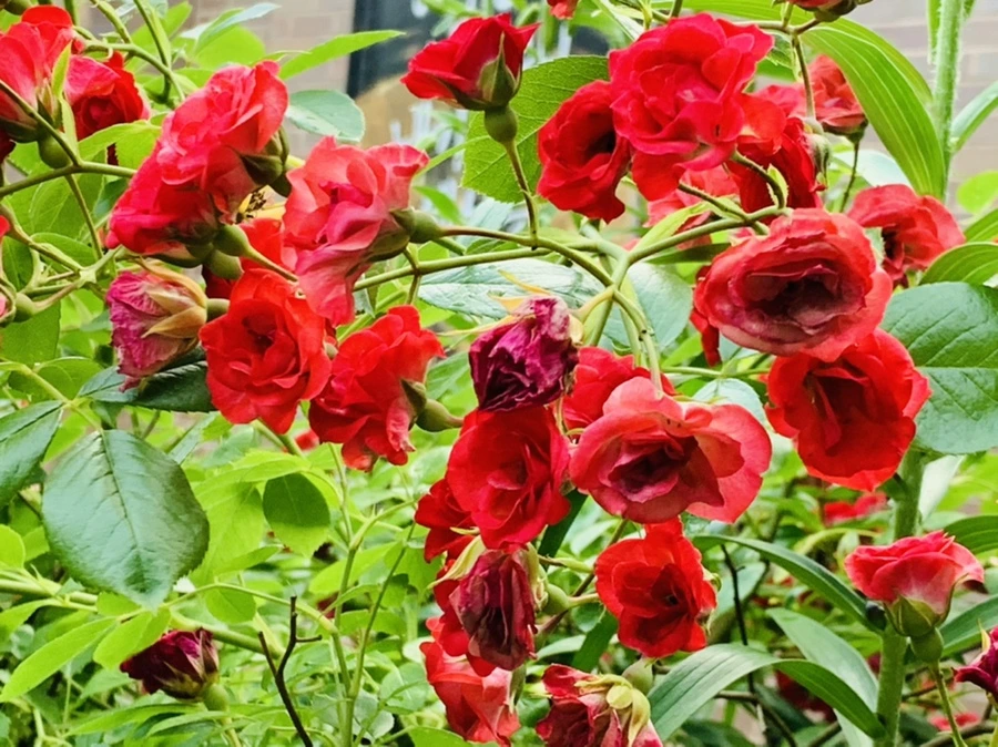 IMG_5884.jpg?type=w966