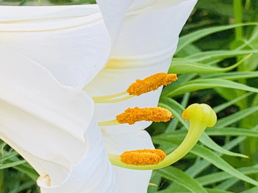 IMG_5663.jpg?type=w966