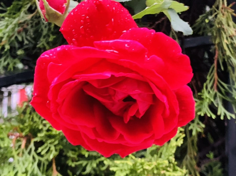 IMG_3631.jpg?type=w966