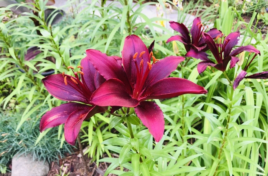 IMG_0315.jpg?type=w966