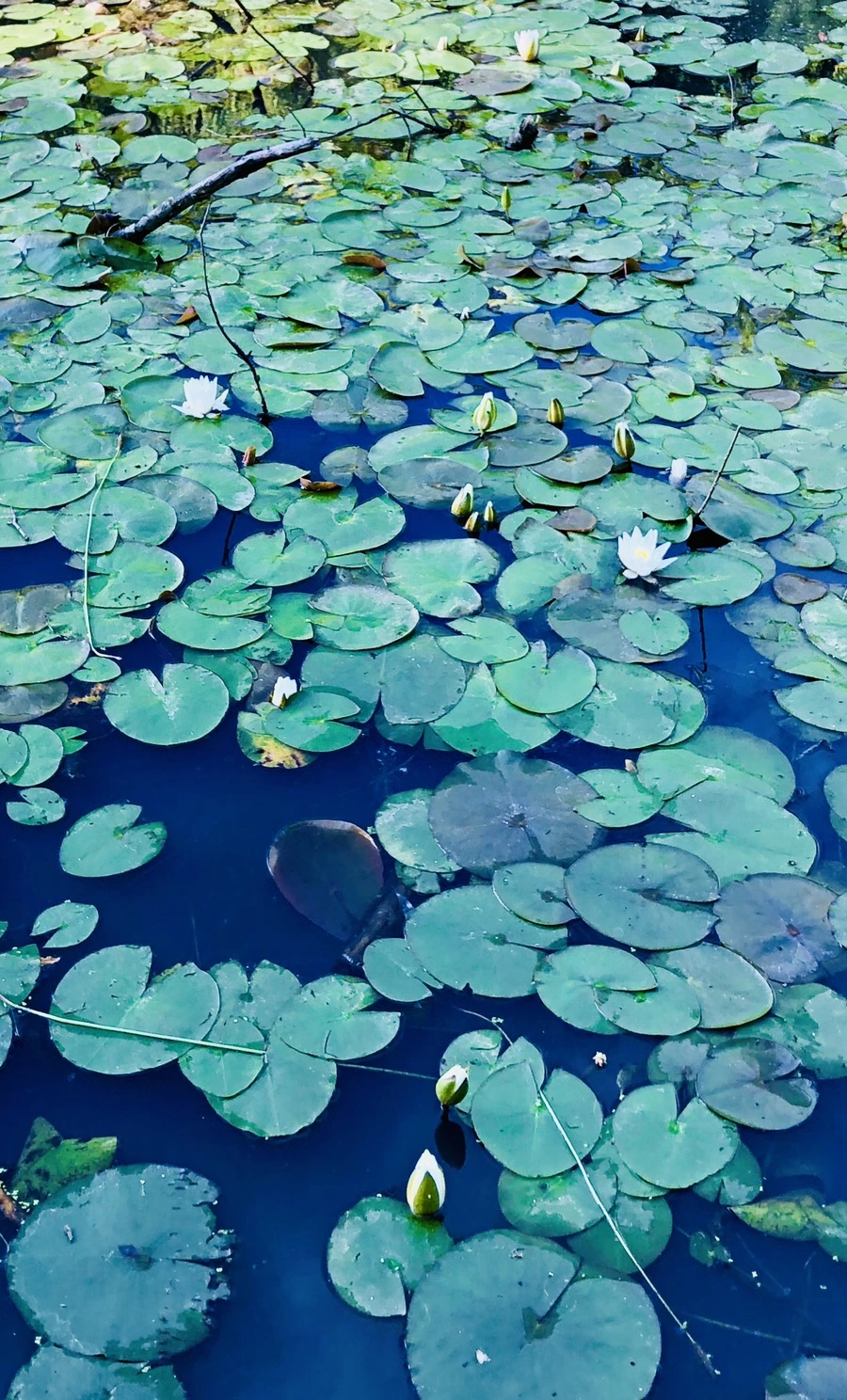 IMG_9216.jpg?type=w966