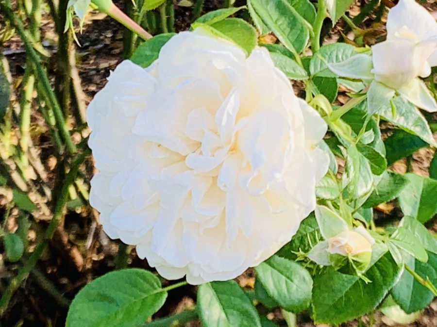 IMG_1224.jpg?type=w966