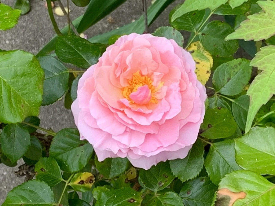 IMG_4868.jpg?type=w966