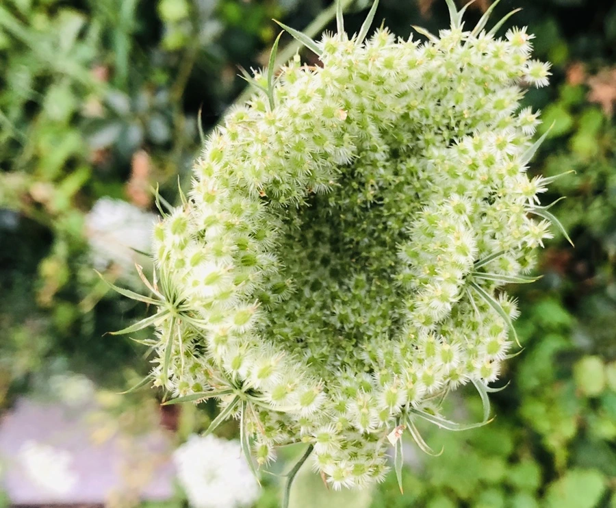 IMG_4861.jpg?type=w966