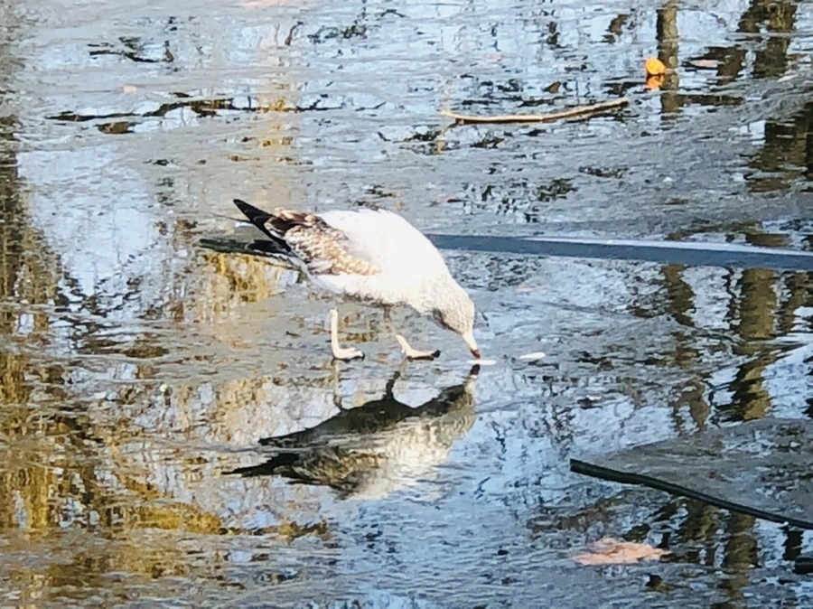 IMG_4694.jpg?type=w966