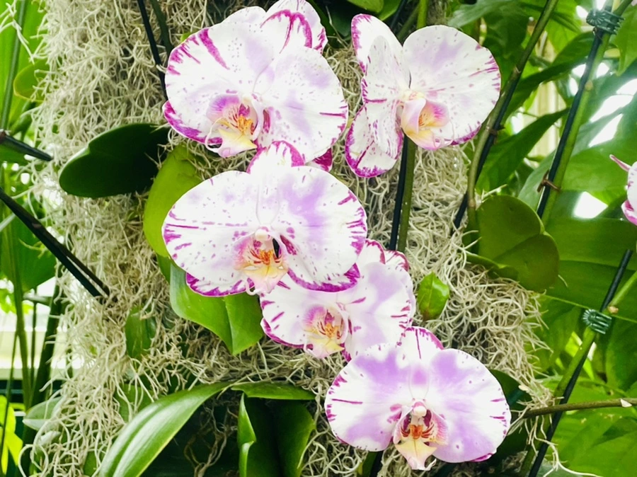 IMG_1321.jpg?type=w966