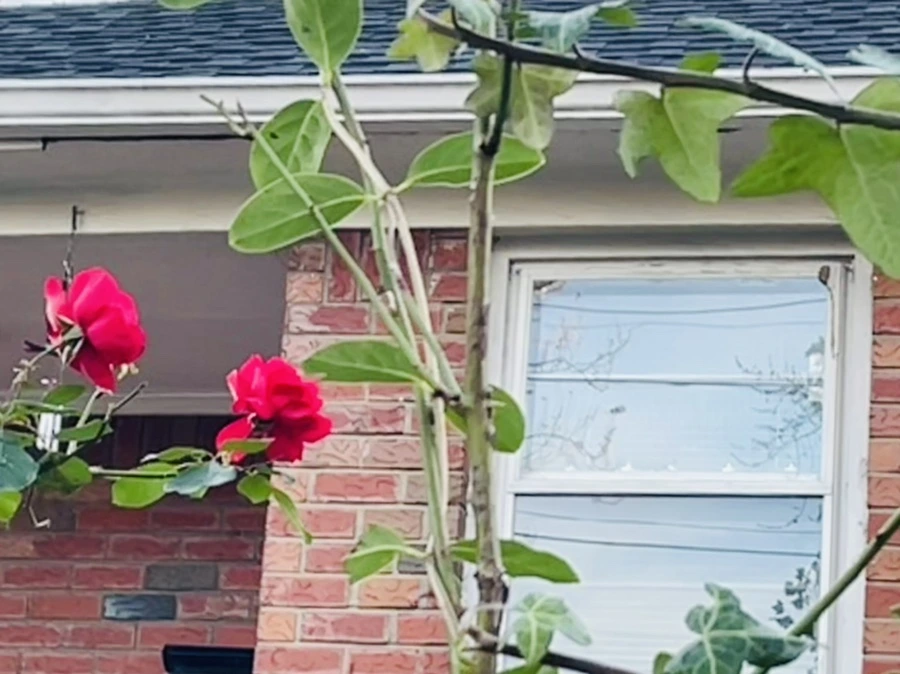 IMG_5960.jpg?type=w966