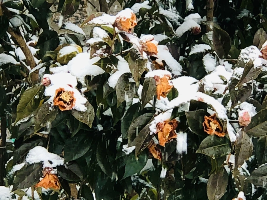 IMG_3471.jpg?type=w966