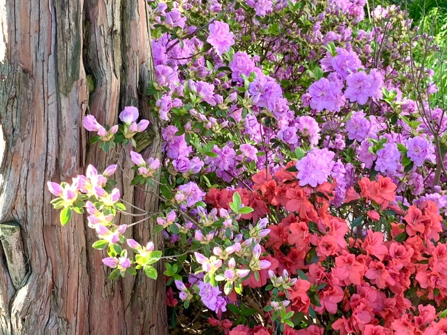 IMG_1975.jpg?type=w966