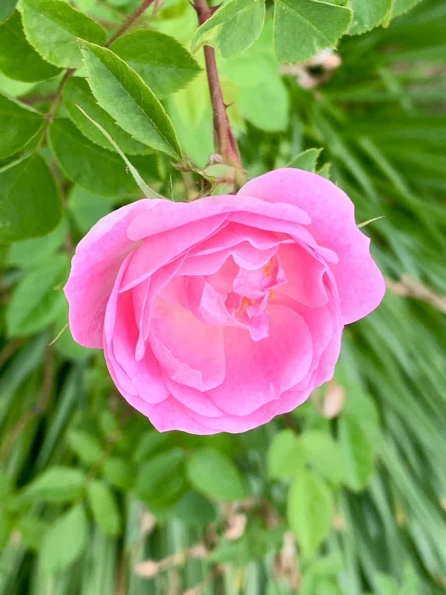 IMG_4852.jpg?type=w966