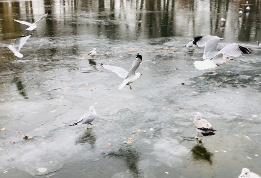 IMG_8266.jpg?type=w966