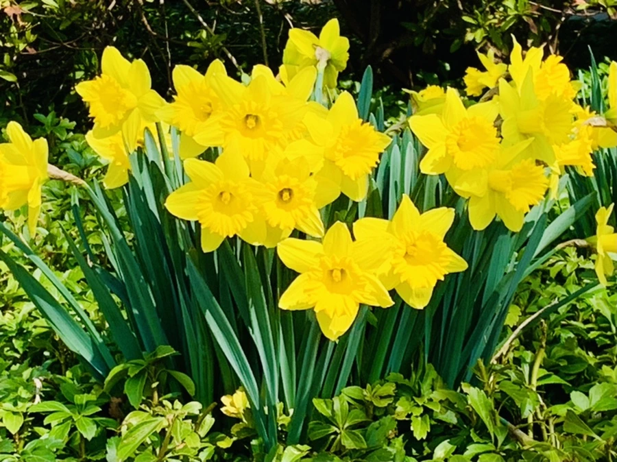 IMG_4280.jpg?type=w966