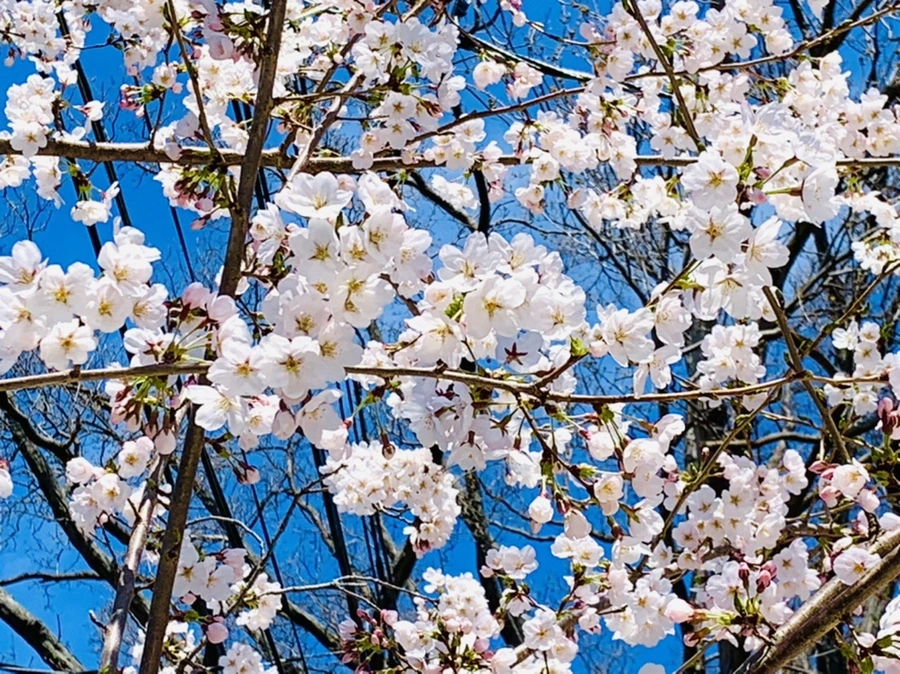 IMG_8349.jpg?type=w966