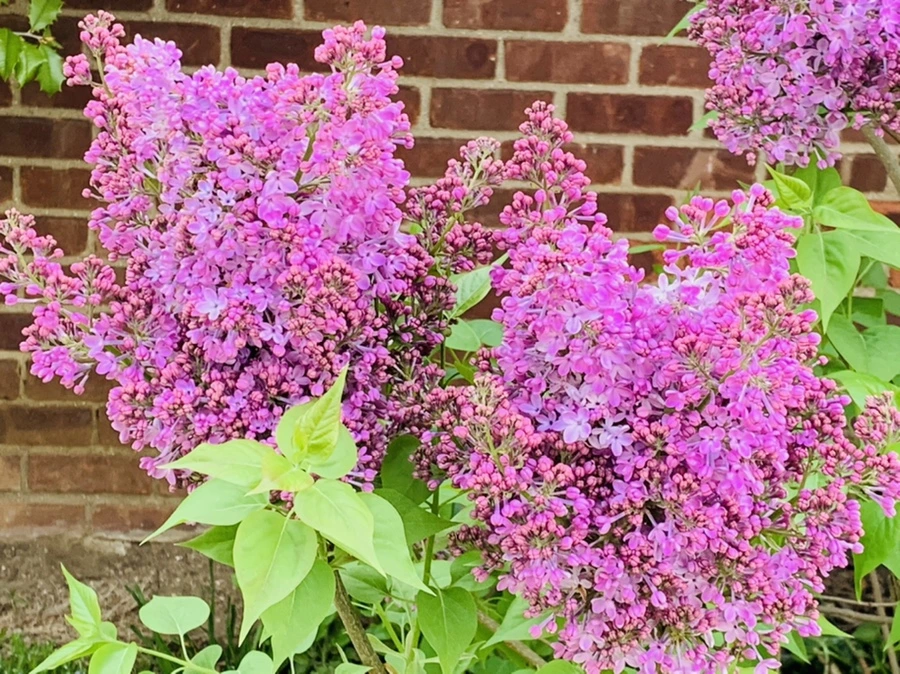 IMG_2840.jpg?type=w966