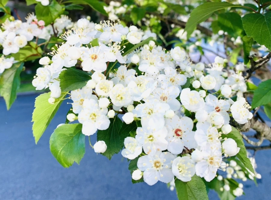 IMG_1999.jpg?type=w966