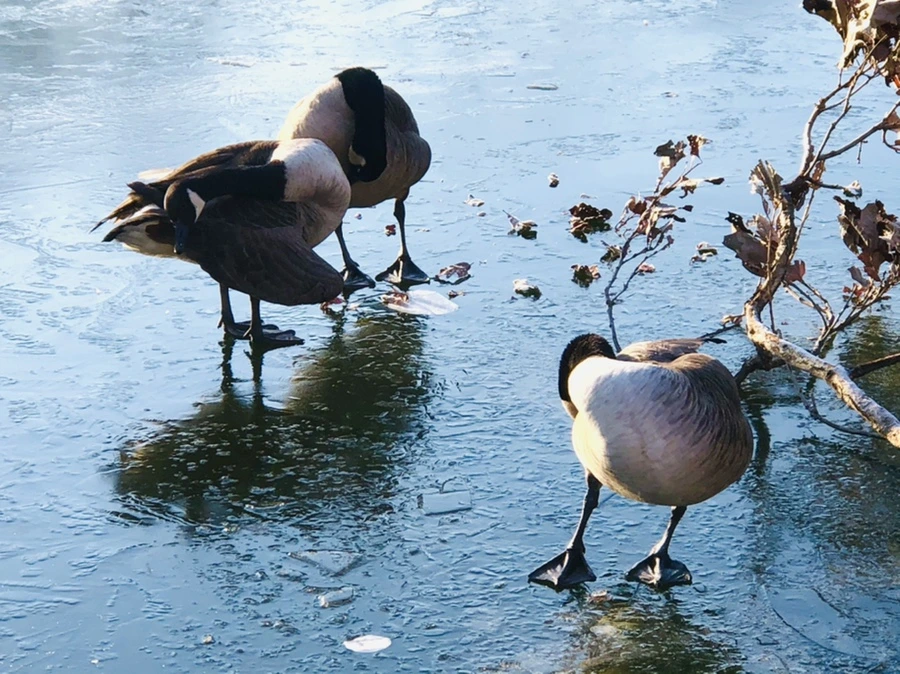 IMG_2255.jpg?type=w966