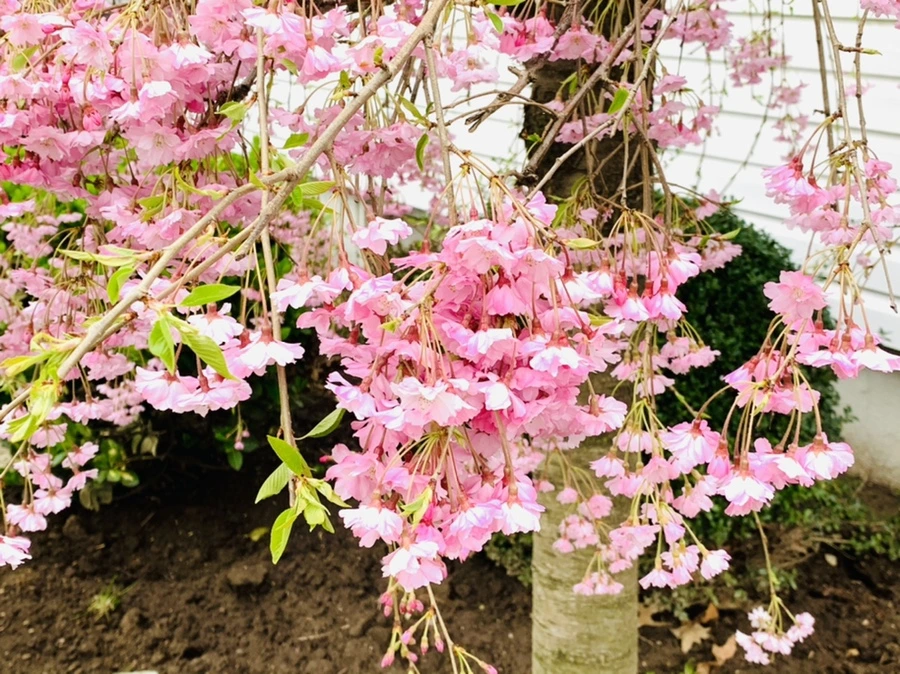 IMG_1133.jpg?type=w966