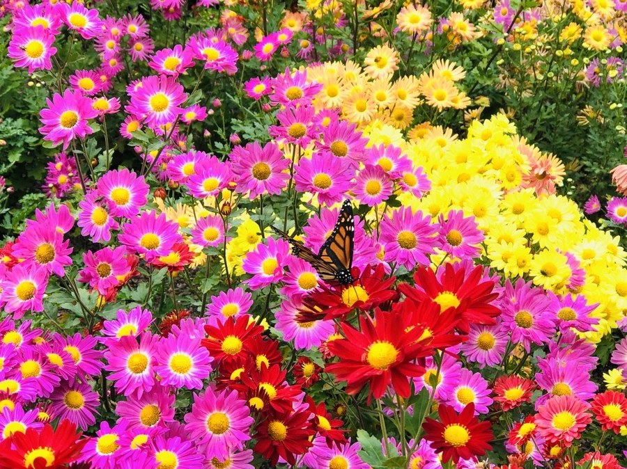 IMG_2473.jpg?type=w966