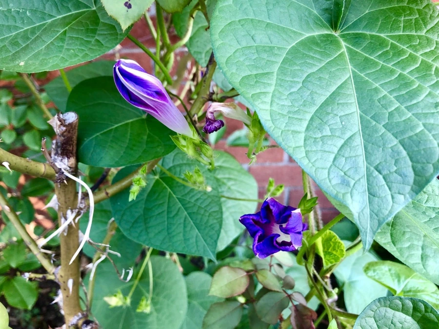 IMG_4614.jpg?type=w966