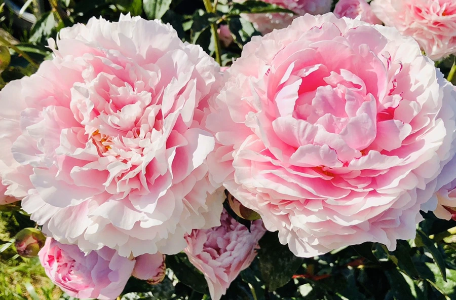 IMG_7815.jpg?type=w966