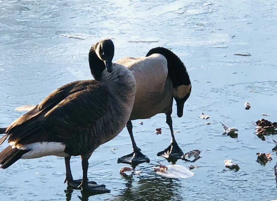 IMG_2254.jpg?type=w966