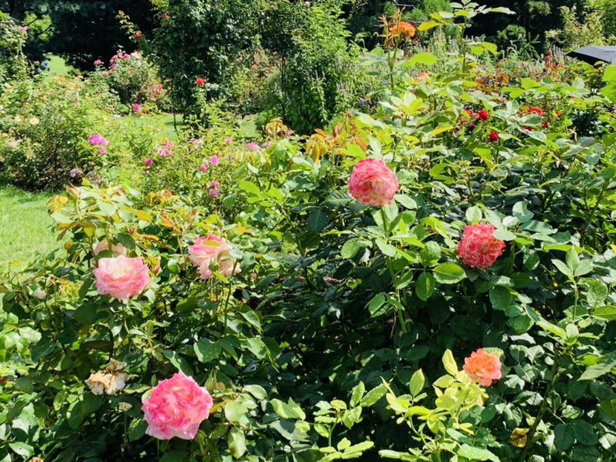 IMG_8469.jpg?type=w966