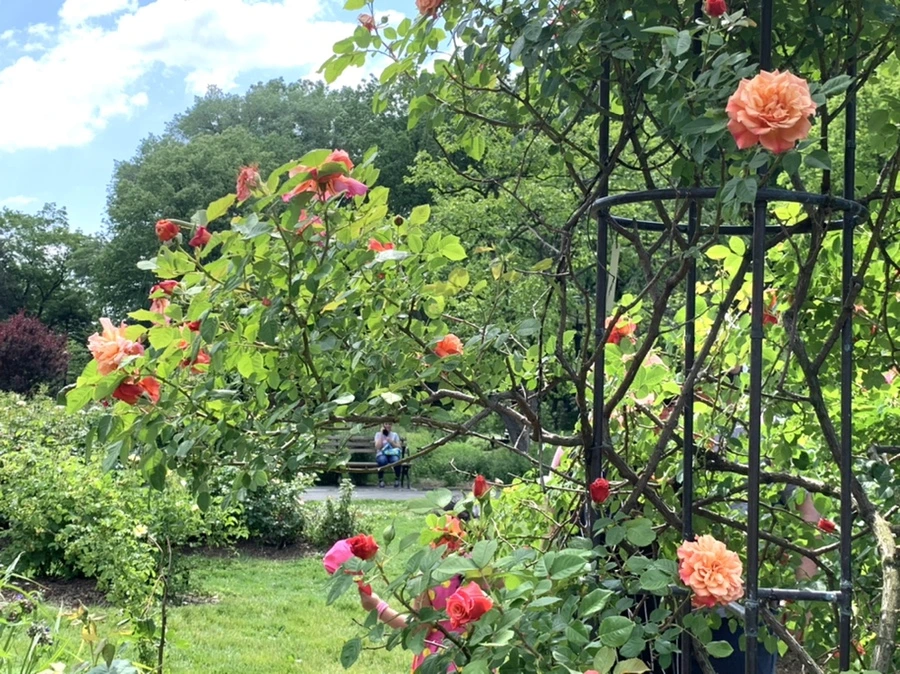 IMG_5786.jpg?type=w966