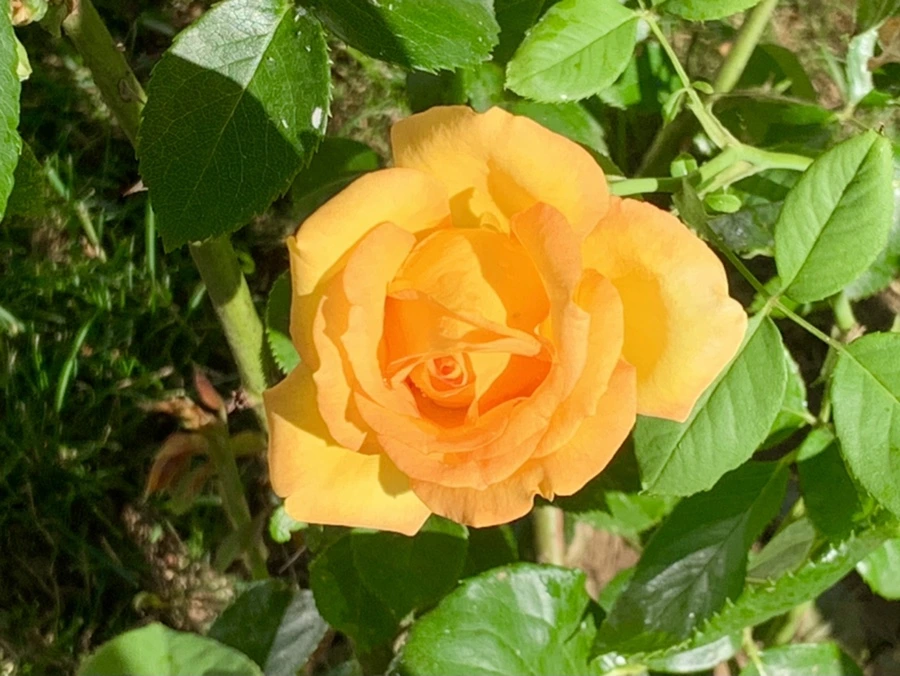 IMG_6267.jpg?type=w966