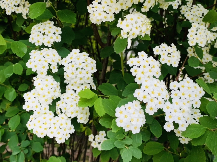 IMG_1505.jpg?type=w966