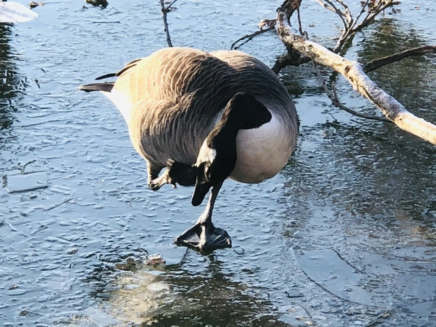 IMG_2253.jpg?type=w966