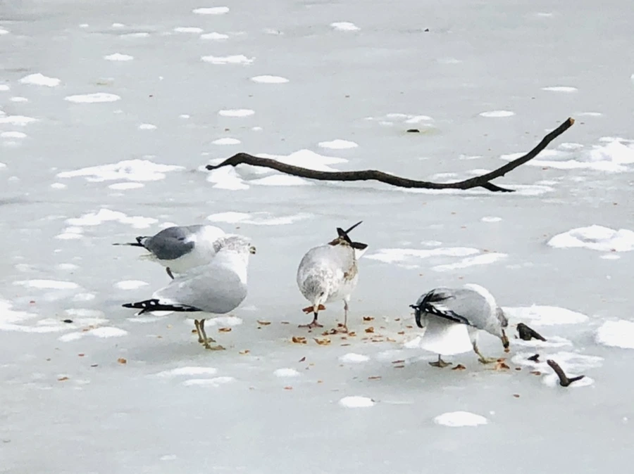 IMG_2468.jpg?type=w966