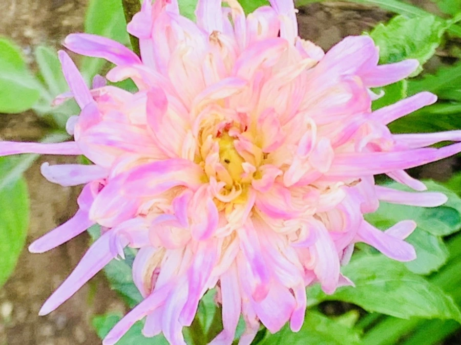 IMG_9418.jpg?type=w966