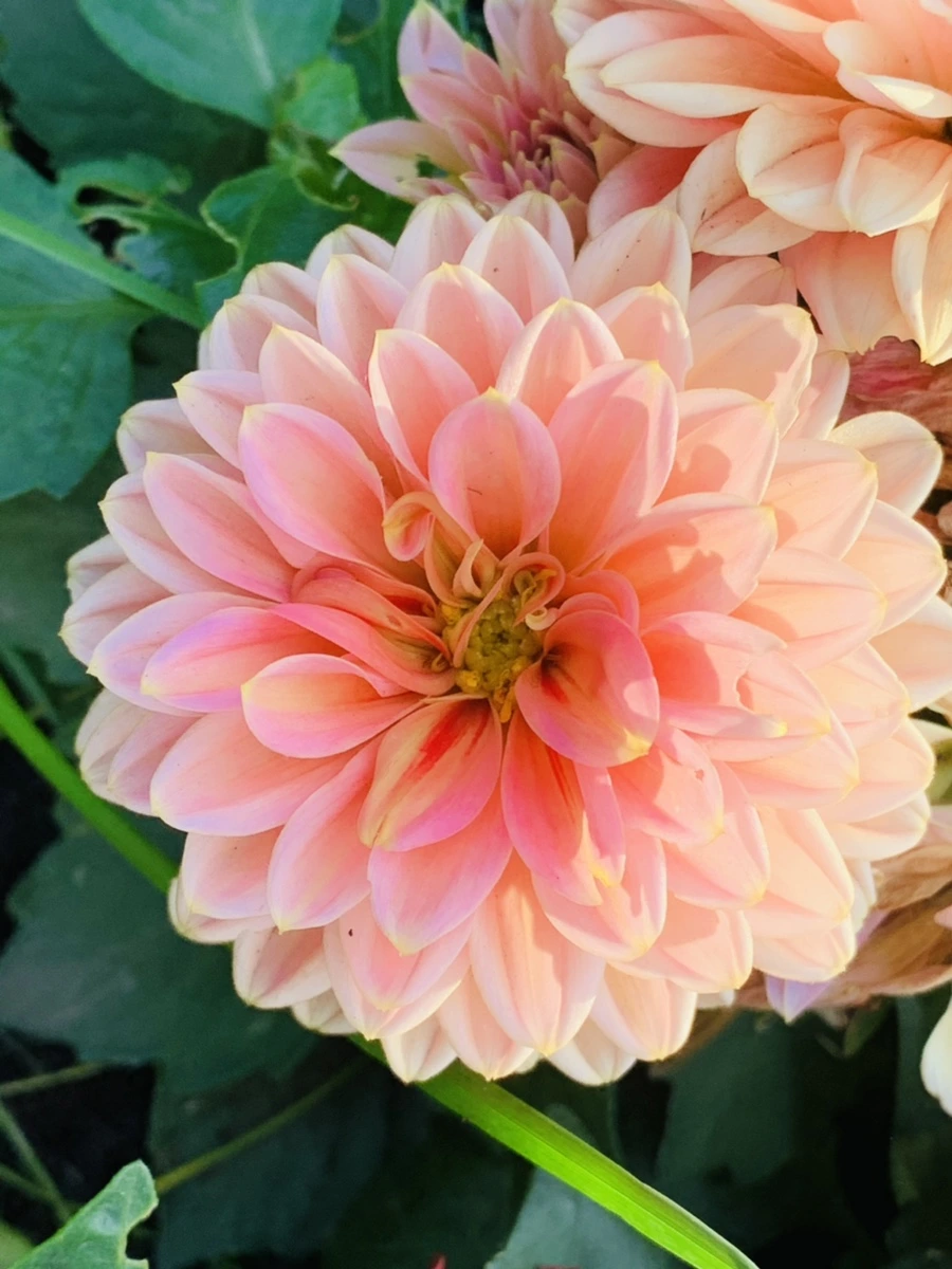 IMG_4521.jpg?type=w966