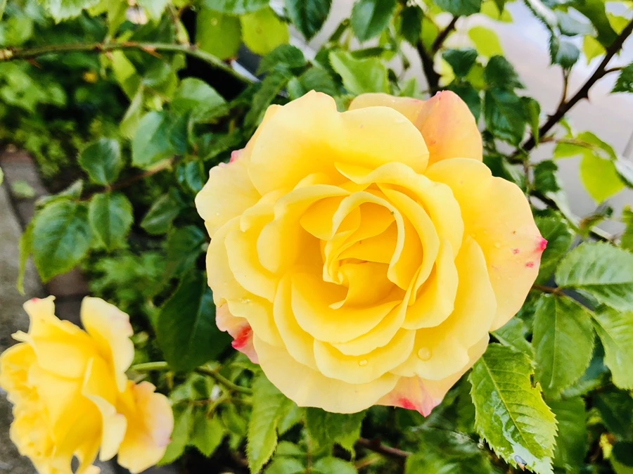 IMG_8071.jpg?type=w966