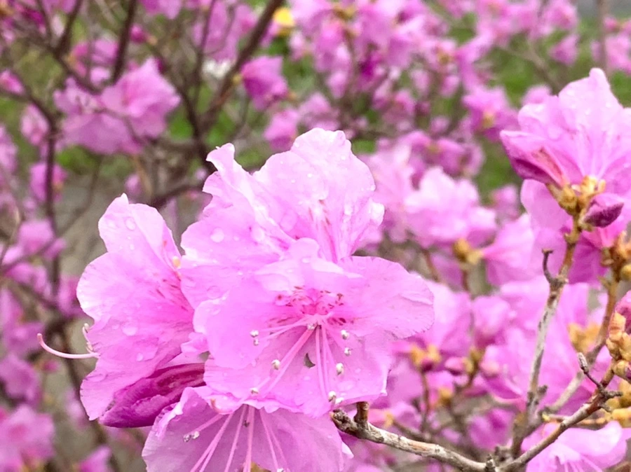 IMG_6166.jpg?type=w966