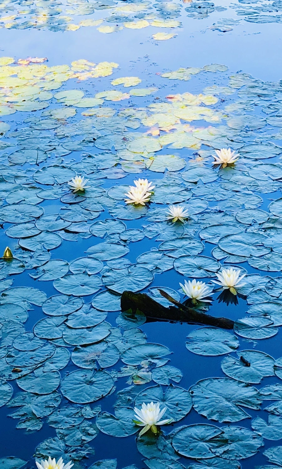 IMG_3792.jpg?type=w966