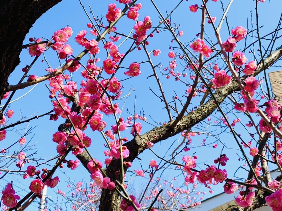 IMG_2992.jpg?type=w966