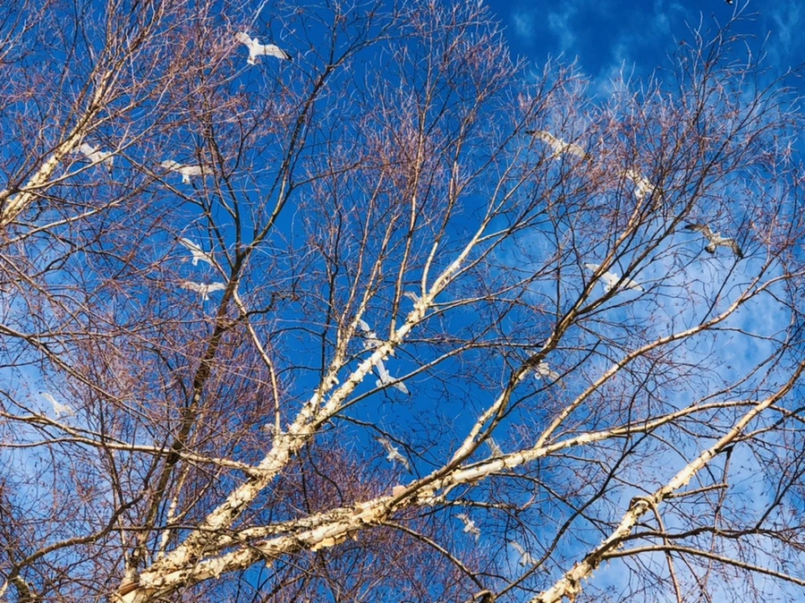 IMG_0282.jpg?type=w966