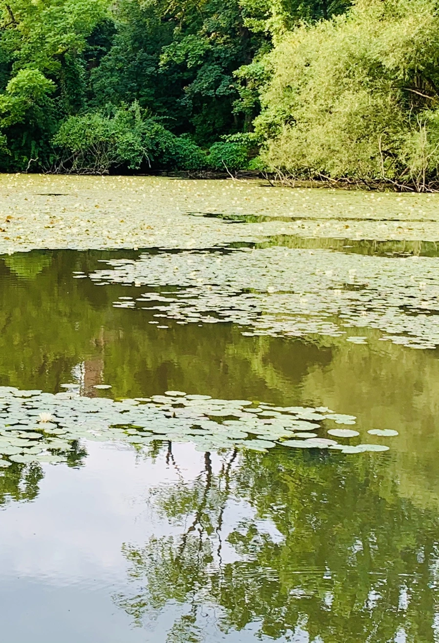 IMG_1516.jpg?type=w966